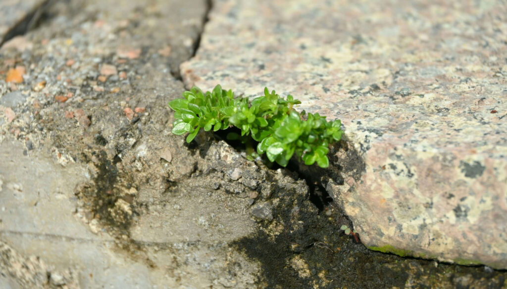 Das ist ein Symbolbild. Es zeigt eine Pflanze, mit vielen kleinen, grünen Blättern, die sich durch einen Riss in einem Felsen zwängt. Es braucht lange, für diese Pflanzen zu wachsen.